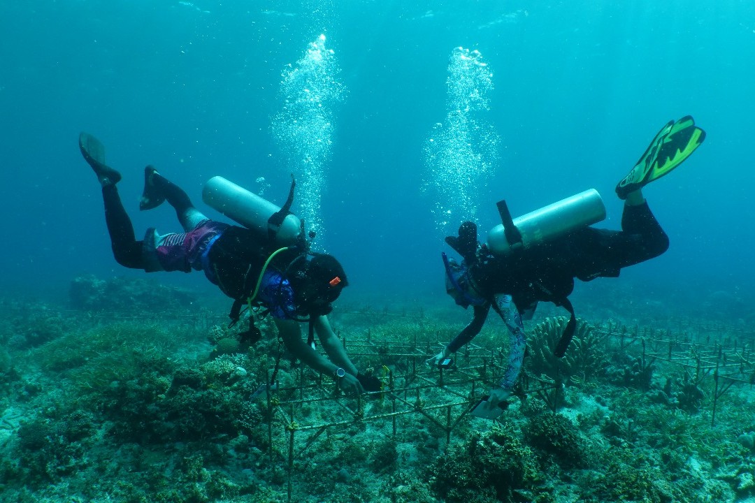 Transplantasi terumbu karang